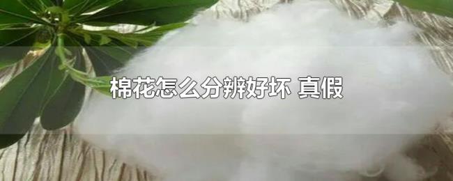 棉花怎么分辨好坏(真假) 棉花怎么分辨好坏(真假)