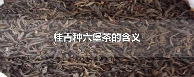 桂青种六堡茶的含义
