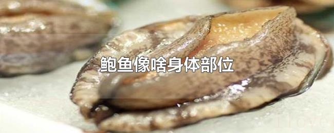 鲍鱼像啥身体部位 鲍鱼像啥身体部位