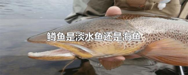 鳟鱼是淡水鱼还是海鱼
