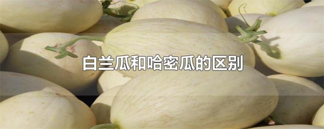 白兰瓜和哈密瓜的区别 白兰瓜和哈密瓜的区别