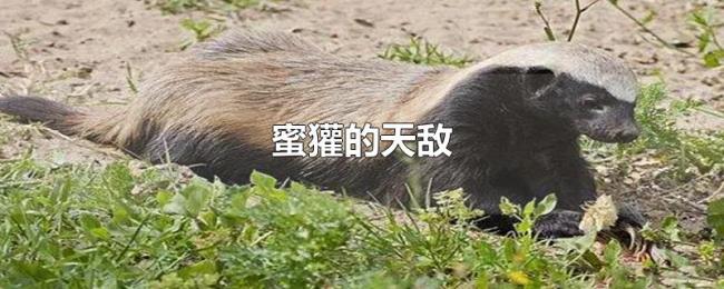 蜜獾的天敌 蜜獾的天敌