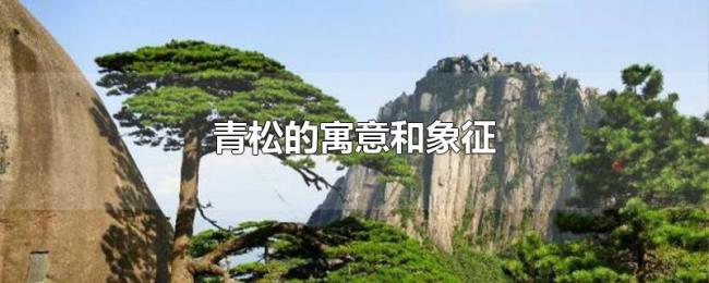 青松的寓意和象征