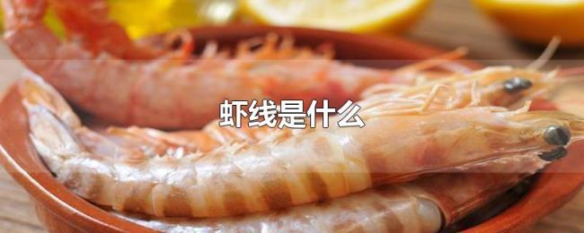 虾线是什么 虾线是什么
