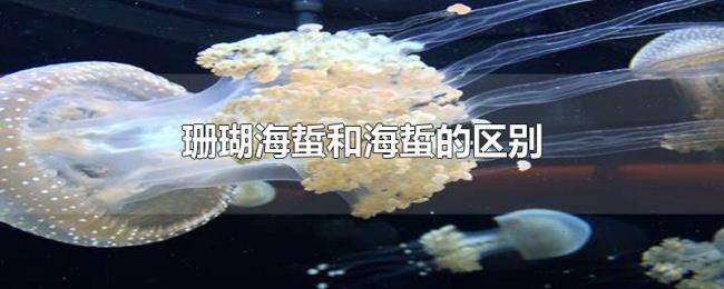 珊瑚海蜇和海蜇的区别