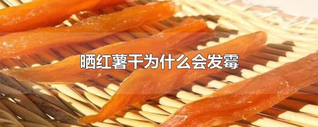 晒红薯干为什么会发霉