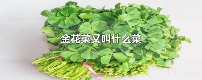 金花菜又叫什么菜