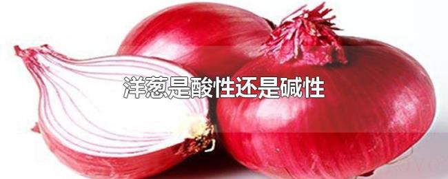 洋葱是酸性还是碱性 洋葱是酸性还是碱性