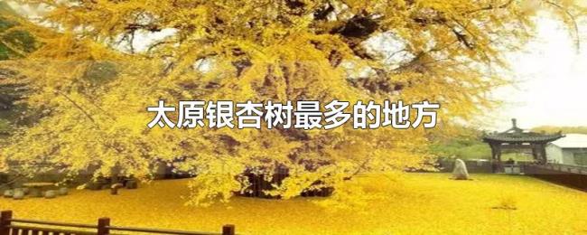 太原银杏树最多的地方 太原银杏树最多的地方