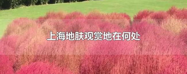 上海地肤观赏地在何处 上海地肤观赏地在何处