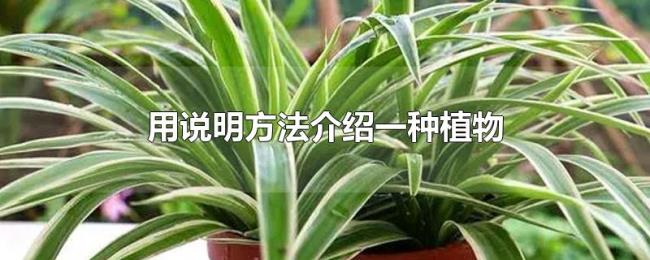 用说明方法介绍一种植物