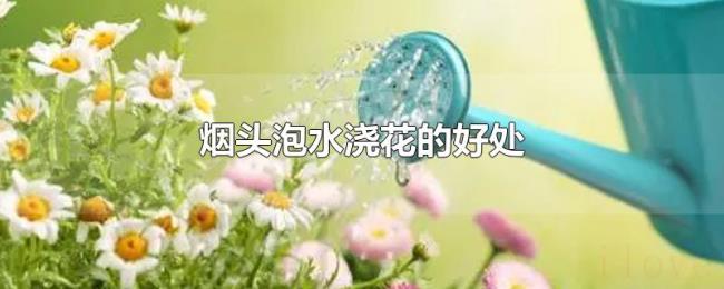 烟头泡水浇花的好处