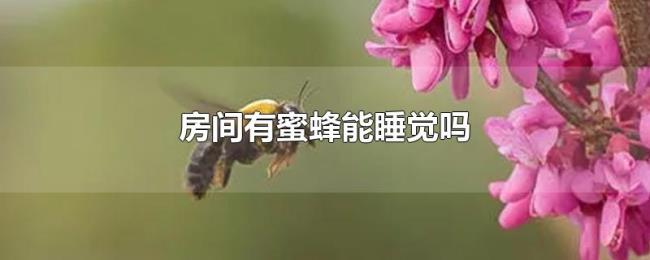 房间有蜜蜂能睡觉吗