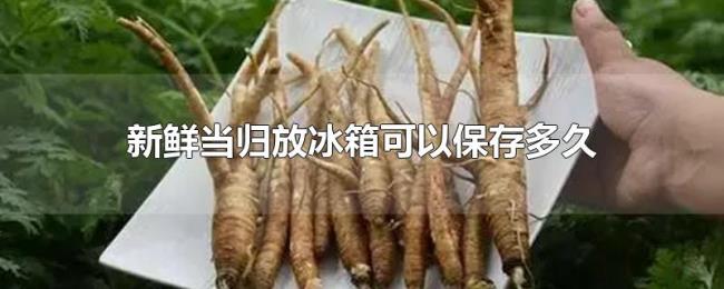 新鲜当归放冰箱可以保存多久