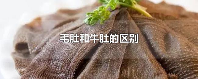毛肚和牛肚的区别