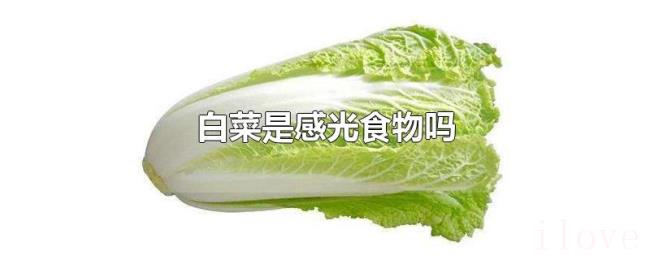 白菜是感光食物吗