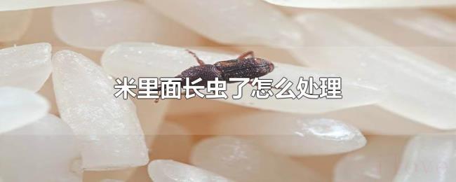 米里面长虫了怎么处理 米里面长虫了怎么处理