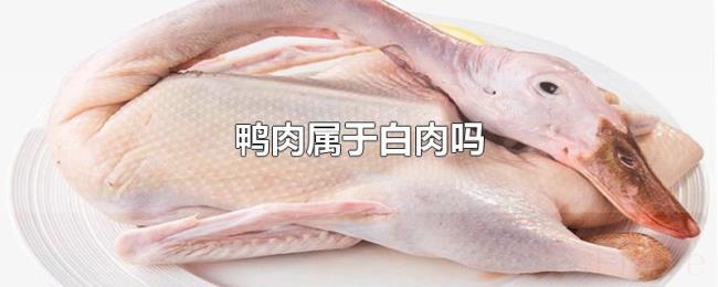鸭肉属于白肉吗 鸭肉属于白肉吗
