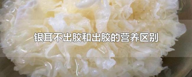 银耳不出胶和出胶的营养区别