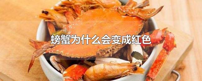 螃蟹为什么会变成红色 螃蟹为什么会变成红色