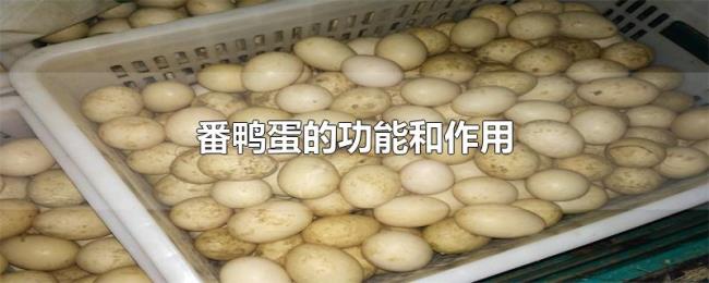 番鸭蛋的功能和作用 番鸭蛋的功能和作用