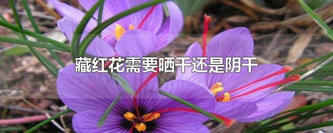 藏红花需要晒干还是阴干