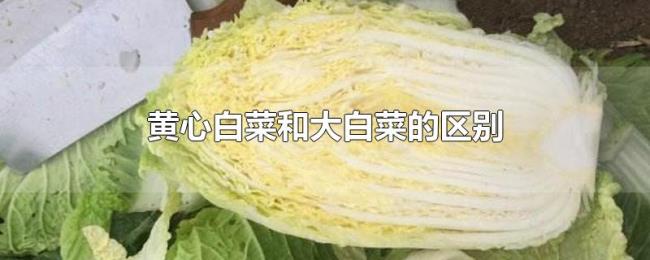 黄心白菜和大白菜的区别 黄心白菜和大白菜的区别