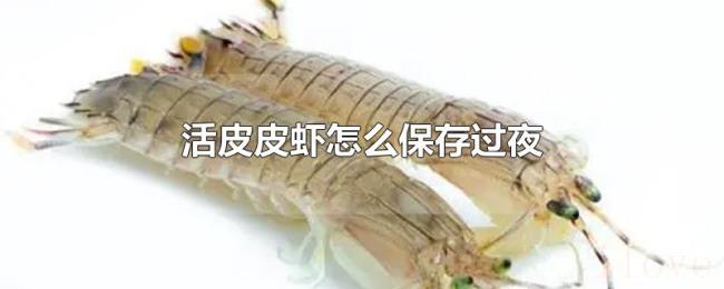 活皮皮虾怎么保存过夜 活皮皮虾怎么保存过夜