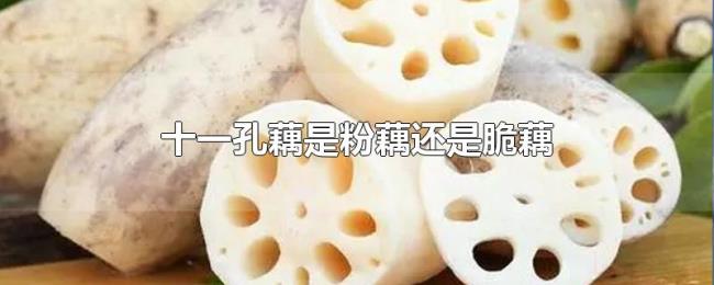 十一孔藕是粉藕还是脆藕 十一孔藕是粉藕还是脆藕