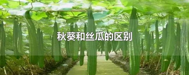 秋葵和丝瓜的区别 秋葵和丝瓜的区别