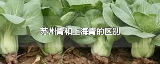 苏州青和上海青的区别 苏州青和上海青的区别
