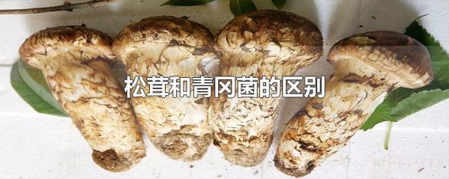 松茸和青冈菌的区别