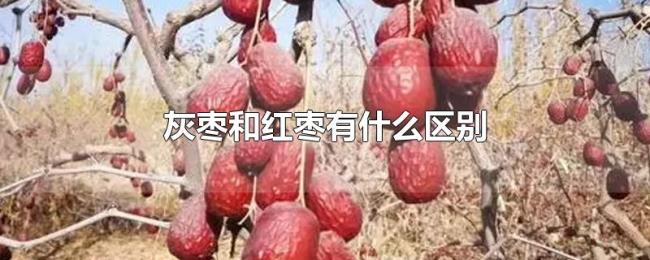 灰枣和红枣有什么区别 灰枣和红枣有什么区别
