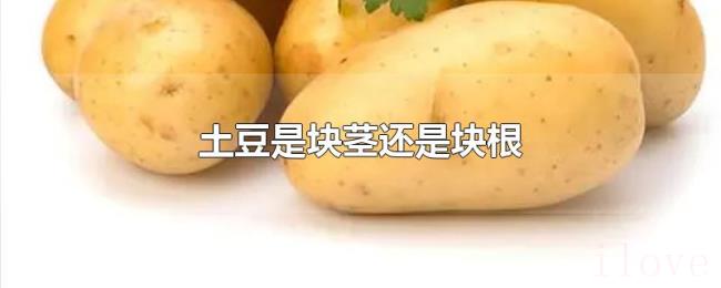 土豆是块茎还是块根 土豆是块茎还是块根
