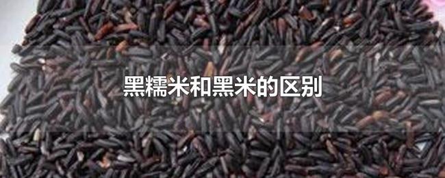 黑糯米和黑米的区别 黑糯米和黑米的区别