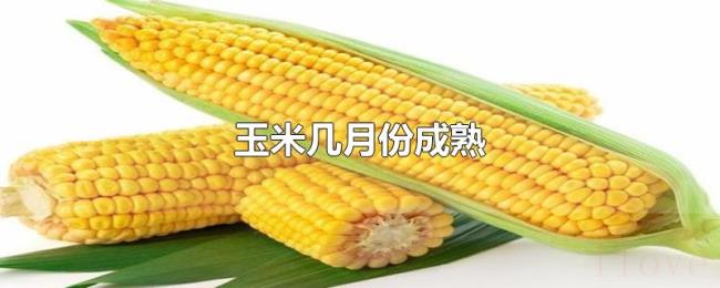玉米几月份成熟