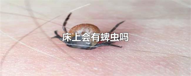 床上会有蜱虫吗 床上会有蜱虫吗