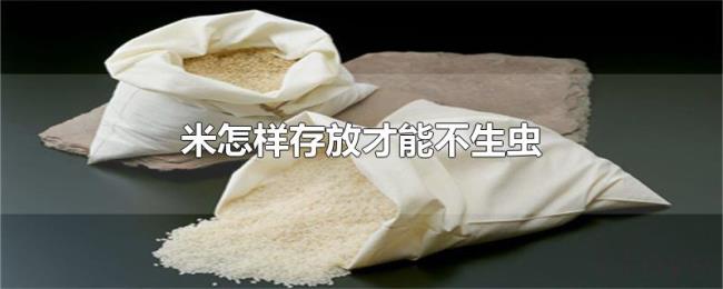 米怎样存放才能不生虫
