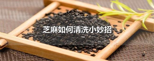 芝麻如何清洗小妙招