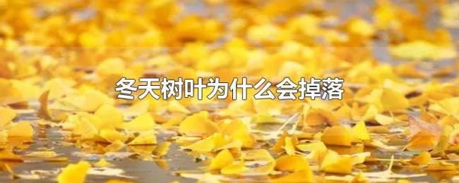 冬天树叶为什么会掉落 冬天树叶为什么会掉落