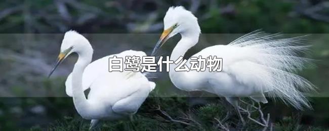 白鹭是什么动物 白鹭是什么动物