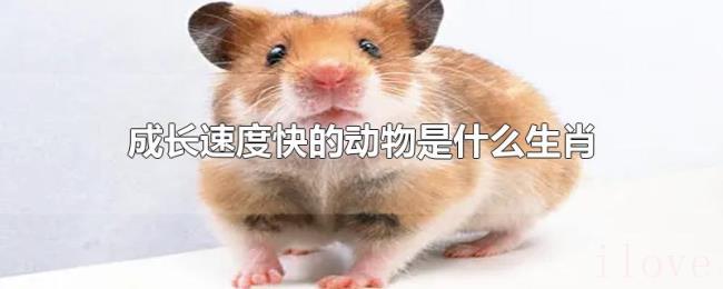 成长速度快的动物是什么生肖 成长速度快的动物是什么生肖