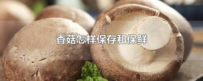 香菇怎样保存和保鲜 香菇怎样保存和保鲜