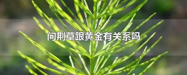 问荆草跟黄金有关系吗