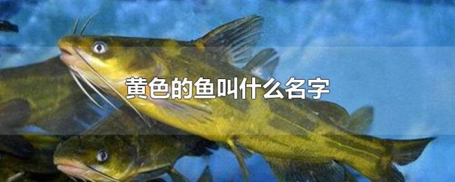 黄色的鱼叫什么名字