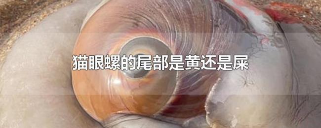 猫眼螺的尾部是黄还是屎