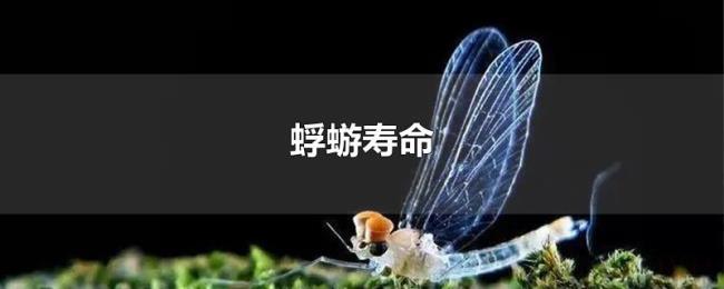 蜉蝣寿命 蜉蝣寿命