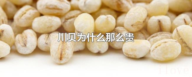 川贝为什么那么贵 川贝为什么那么贵