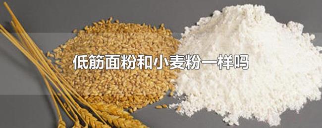 低筋面粉和小麦粉一样吗 低筋面粉和小麦粉一样吗