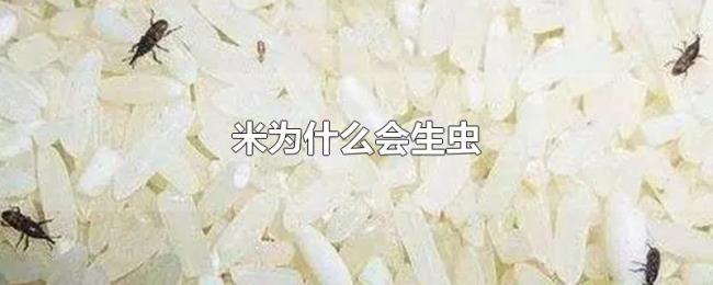 米为什么会生虫 米为什么会生虫